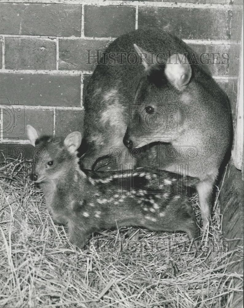 1981 Press Photo Pudu, Deer, London Zoo - Historic Images