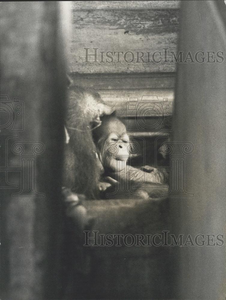 1973 Press Photo Orangutang, Base Zoo - Historic Images