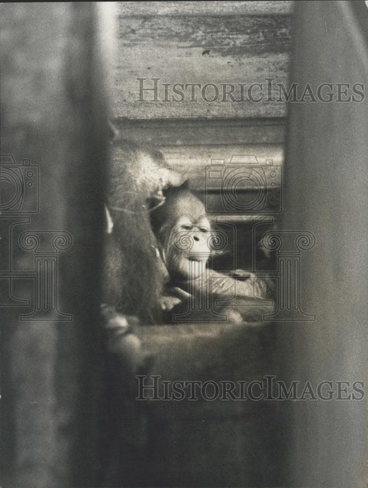 1973 Press Photo Orangutang, Base Zoo - Historic Images