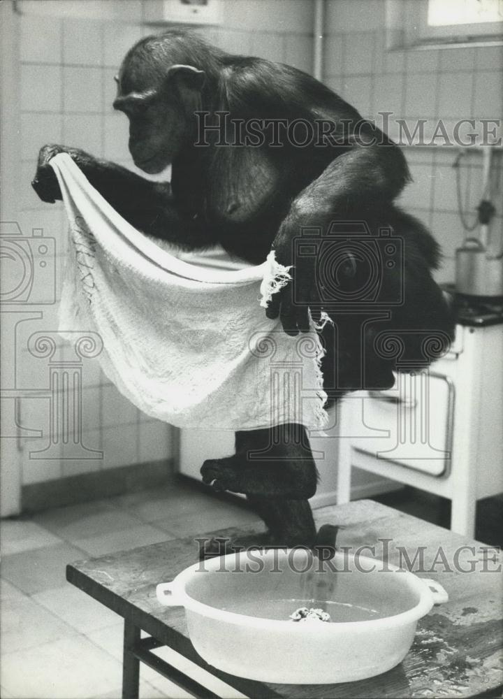 1962 Press Photo A chimpanzee at Frankfurt zoo - Historic Images