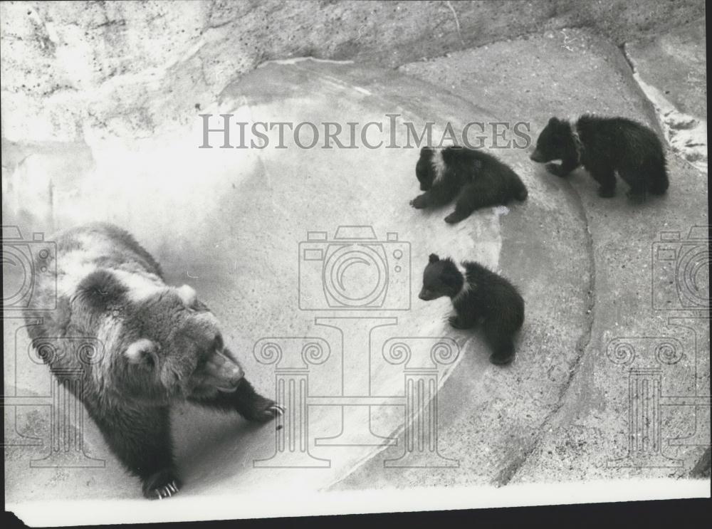 1977 Press Photo Wilma and her triplet bears at the Whipenade Zoo - Historic Images