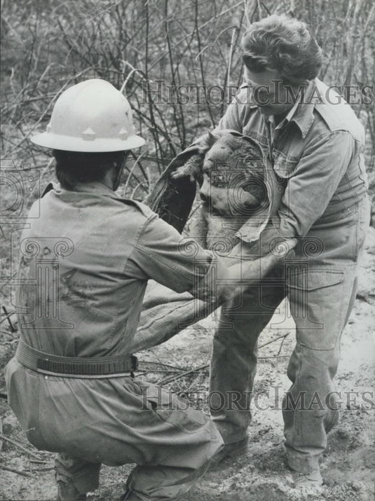 Press Photo The Koala and it's baby survive an Australian brush fire - Historic Images
