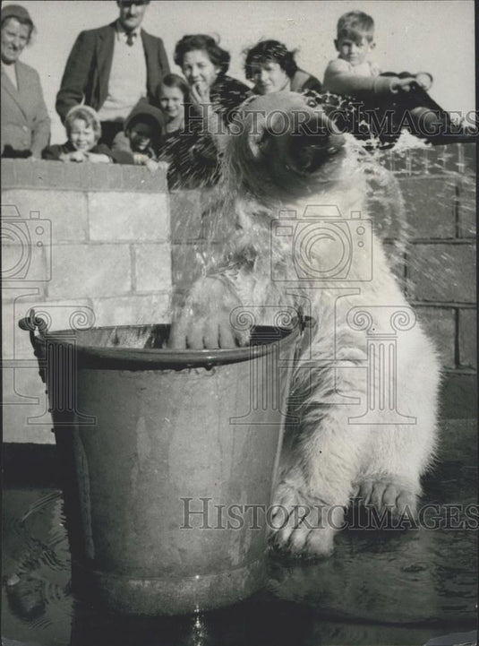 Press Photo Polar Bear Spitfire - Historic Images
