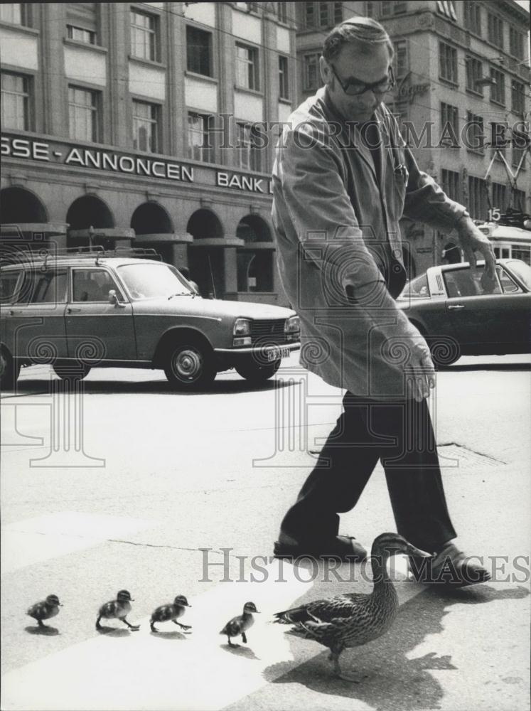 1978 Press Photo Employee University Zurich Helps Duck Family Cross River Limmat - Historic Images