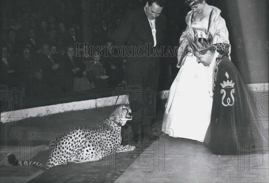 Press Photo Cheetah Unimpressed By So-Called Royalty - Historic Images