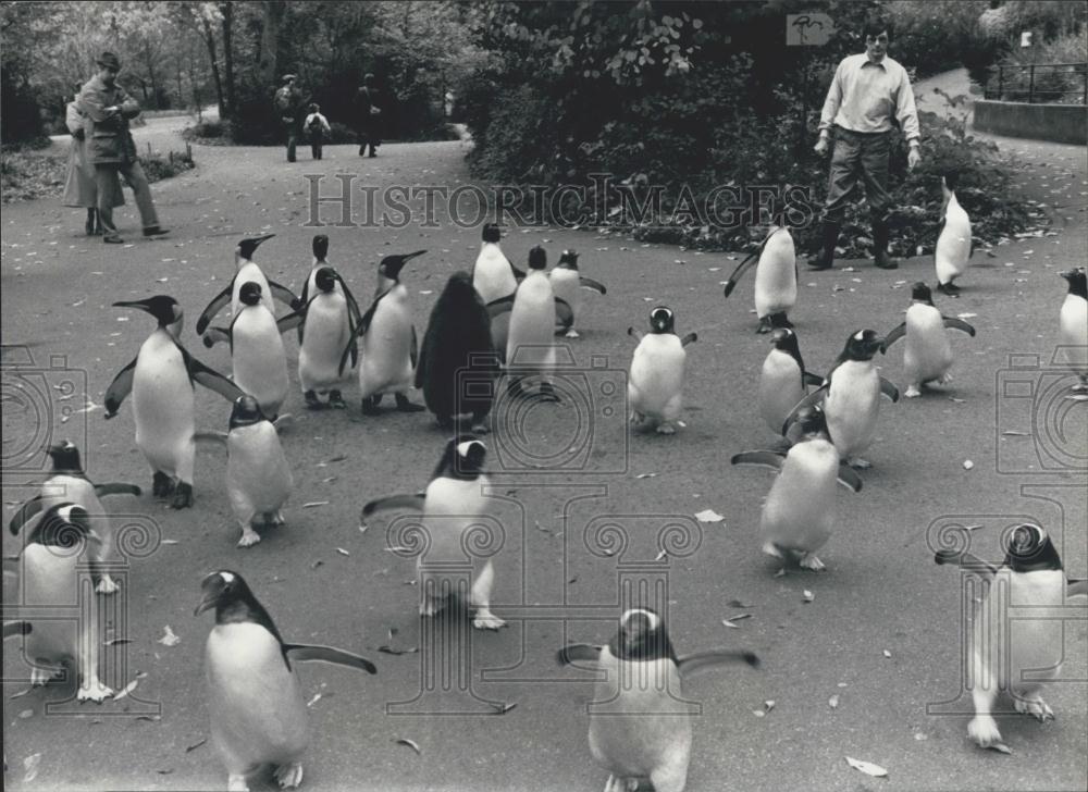 1986 Press Photo The Penguins of Basel Zoo - Historic Images