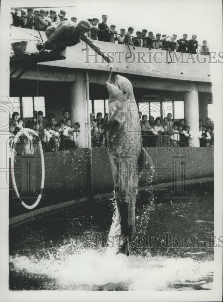 1959 Press Photo A big leap by a baby whale - Historic Images