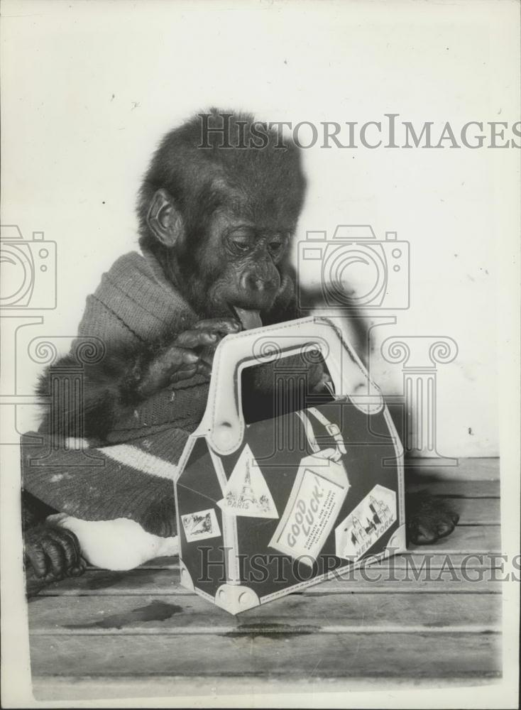 Press Photo Abraham Baby Baboon London Airport Flight New York - Historic Images