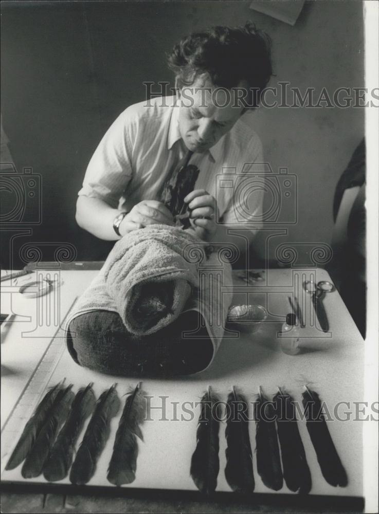 Press Photo Feather transplant for Medusa the Honey Buzzard - Historic Images