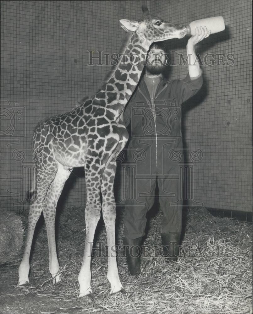 1975 Press Photo John, the baby Giraffe born at the London Zoo - Historic Images