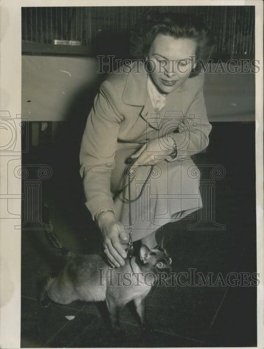 Press Photo German Show of Precious Cats in Wiesbaden. - Historic Images