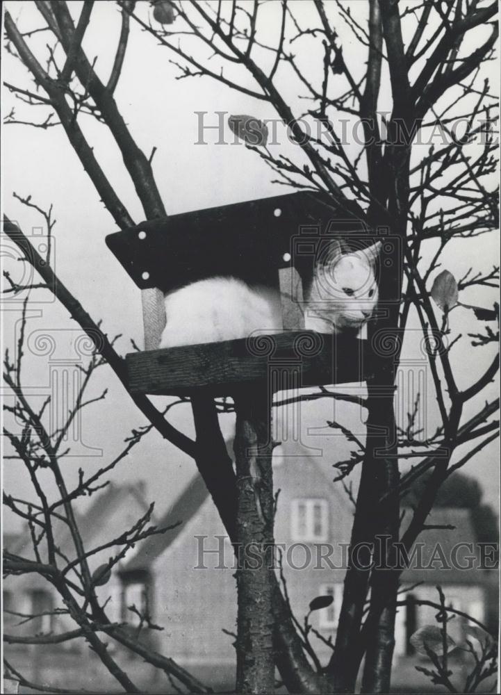 Press Photo Cat in Tree - Historic Images