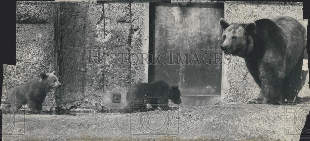 Press Photo Bears, London Zoo - Historic Images