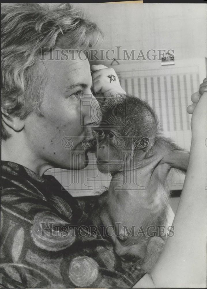 1968 Press Photo Orangutang Baby, Frankfurt Zoo - Historic Images