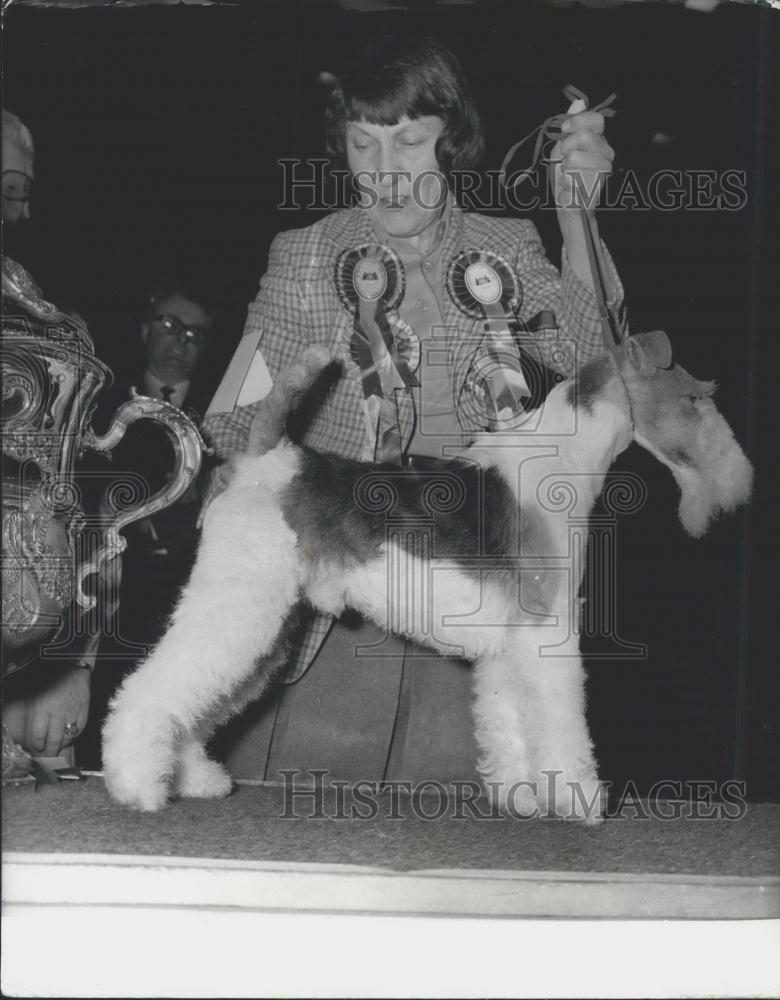 1978 Press Photo Harrowhill Huntsman, Supreme Champion, Crufts Dog Show, Olympia - Historic Images