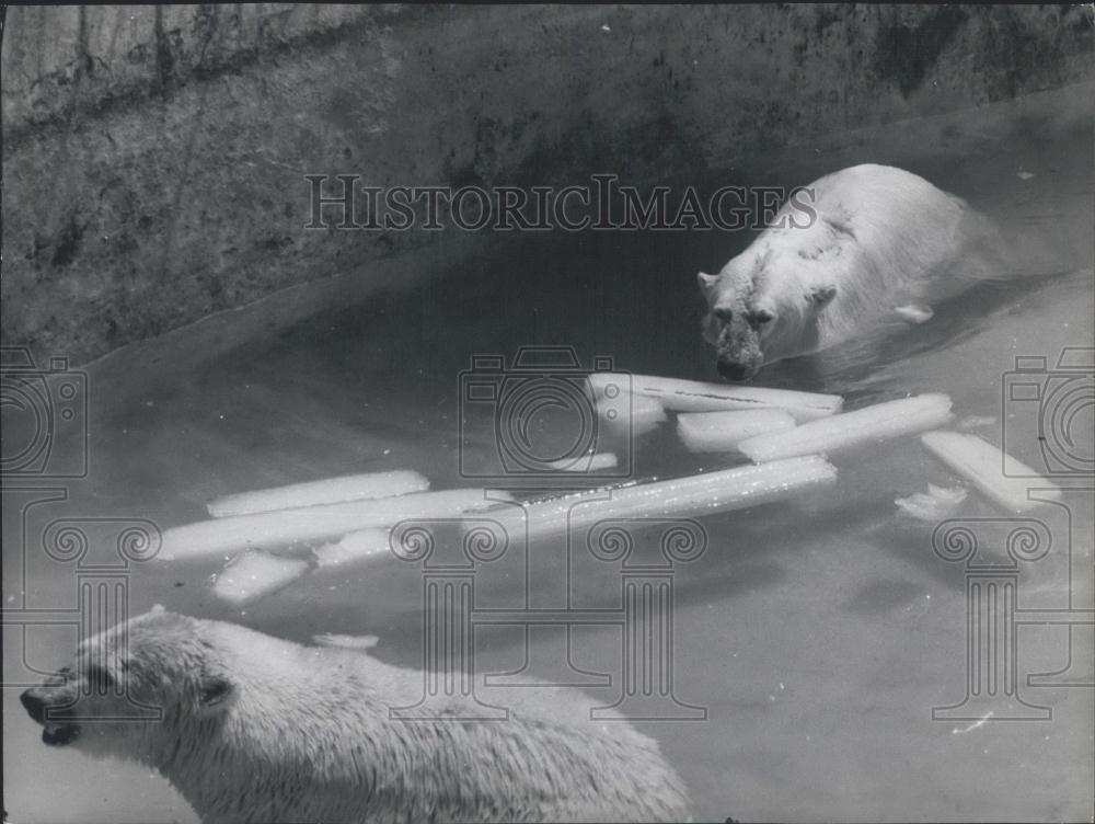 1965 Press Photo Roma Zoo&#39;s White Bears get ice in the water - Historic Images