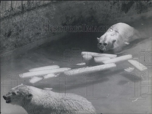 1965 Press Photo Roma Zoo's White Bears get ice in the water - Historic Images