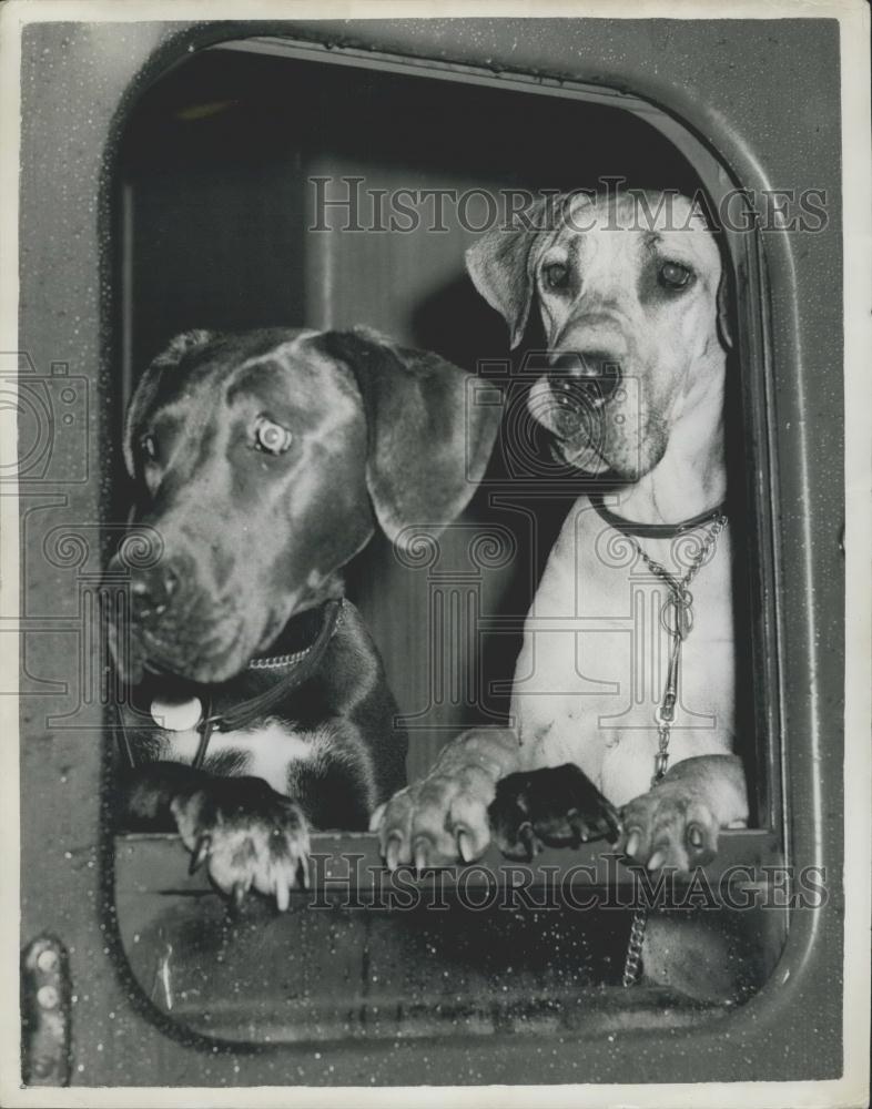 1961 Press Photo Bournemouth canine show.2 Great danes - Historic Images