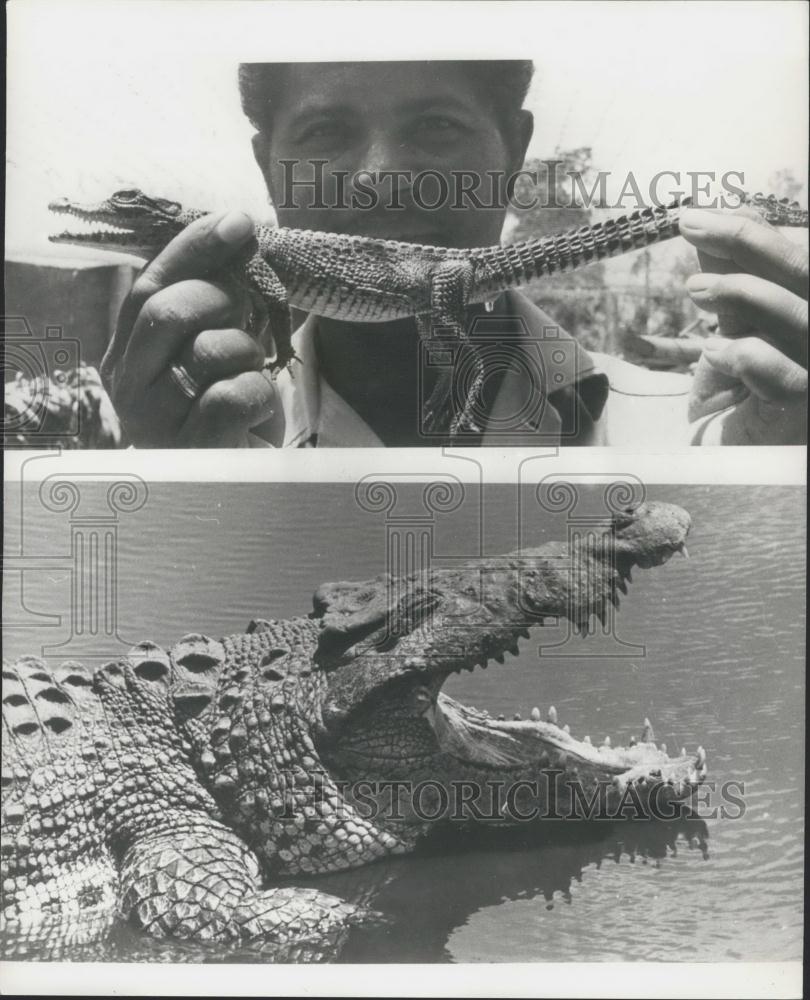 Press Photo Crocodile Breeeding, Cuba - Historic Images