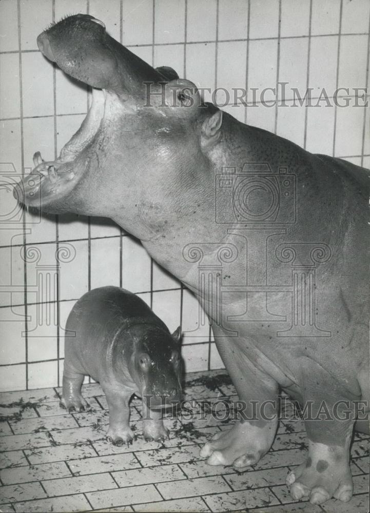 1963 Press Photo A proud hippopotamus-mother in the Berlin zoological gardens - Historic Images