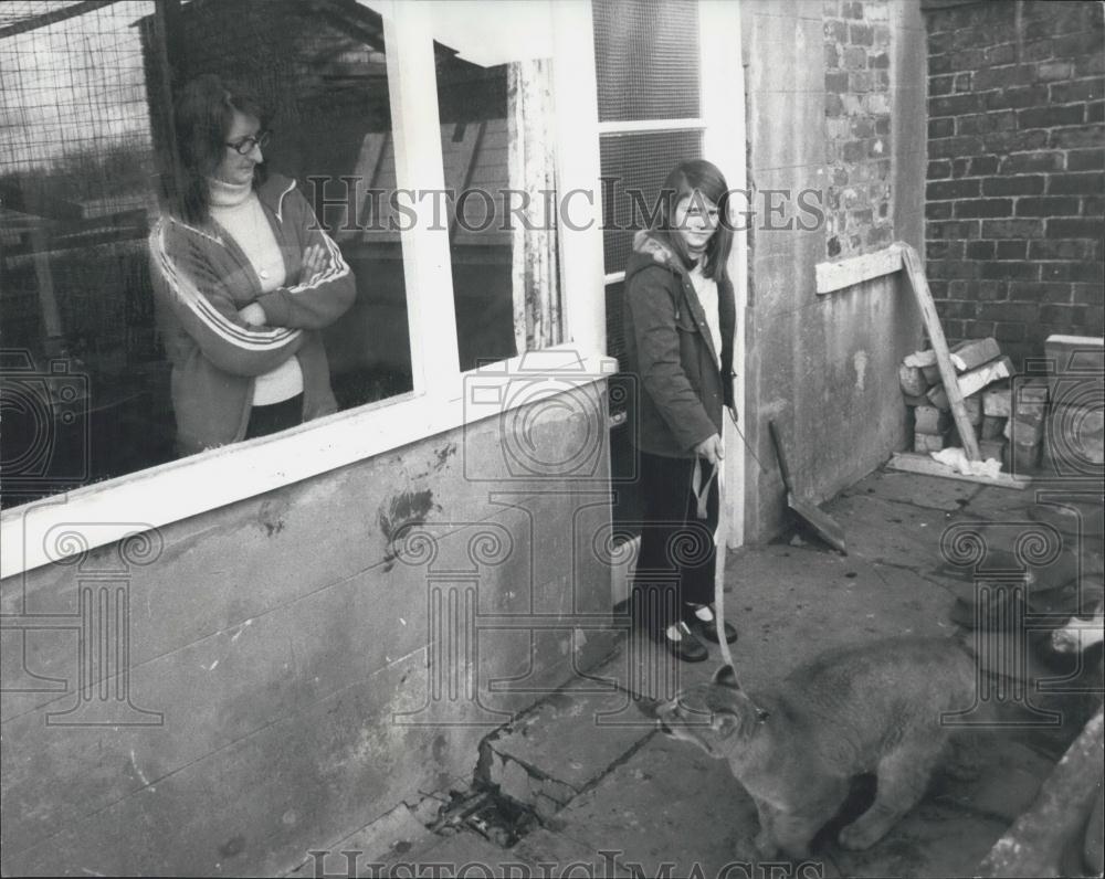 Press Photo Domestic Puma Sheba, Hurst Family, Newborough, Lancashire - Historic Images