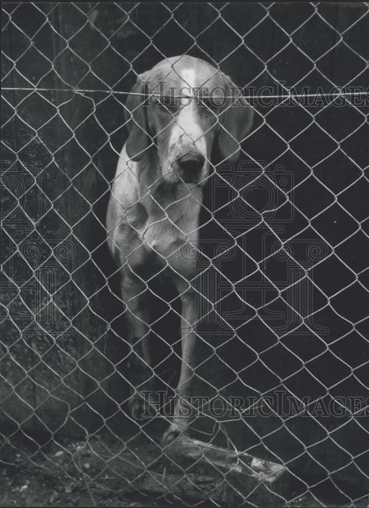 Press Photo &quot;Dogs&#39; Borstal&quot; at Hampton - Historic Images