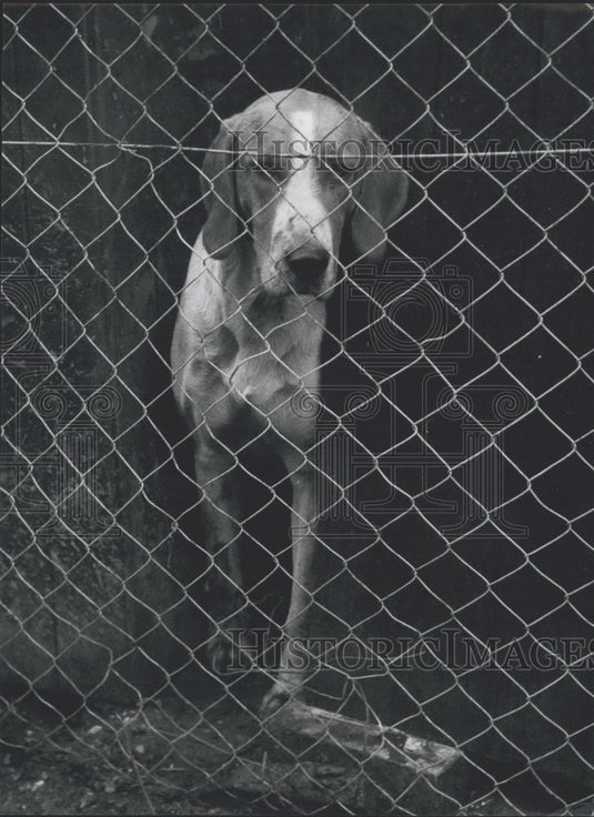 Press Photo "Dogs' Borstal" at Hampton - Historic Images