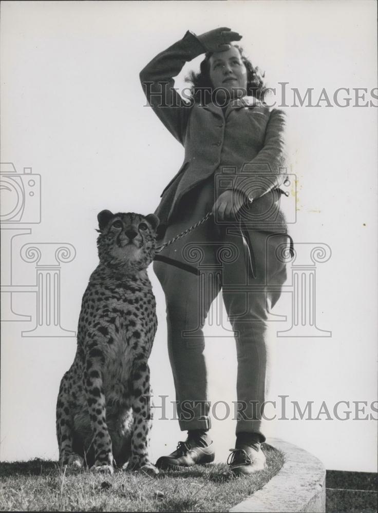 Press Photo African Cheetah Mickey, Duntable Downs - Historic Images