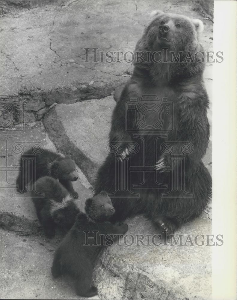 1979 Press Photo Wilma shows off her triplets at Whipsnade - Historic Images