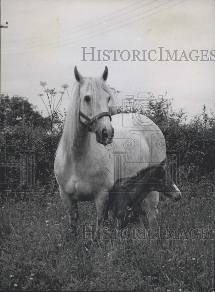 1945 Press Photo Tosca and her baby in the fields - Historic Images