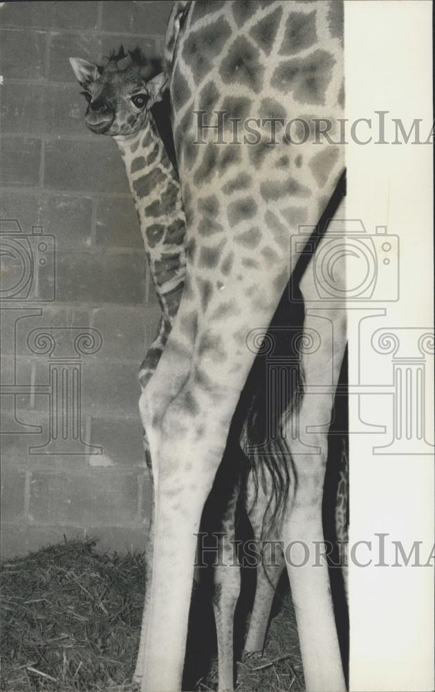 1970 Press Photo Jezebel, the baby Giraffe born at Chessington Zoo - Historic Images