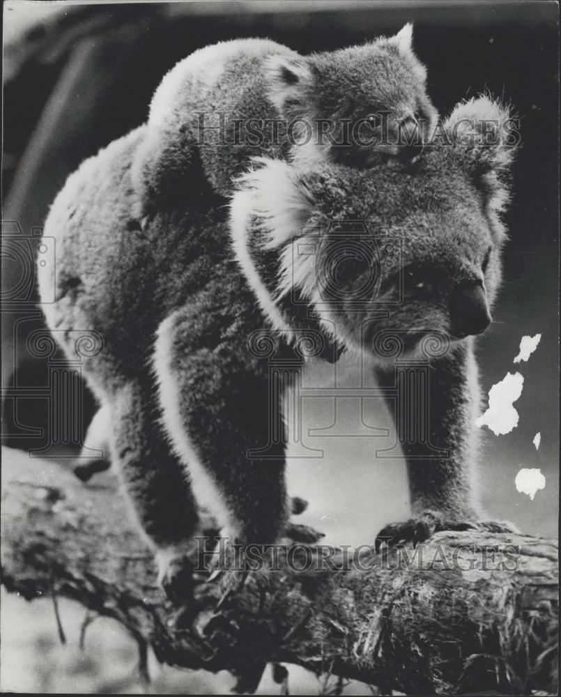 Press Photo Koala Bear Mom & Baby At Australia's Melbourne Zoo - Historic Images