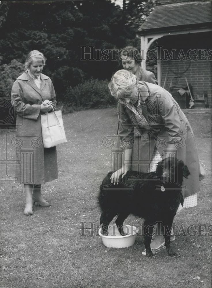 Press Photo Joan Bray and her dog - Historic Images