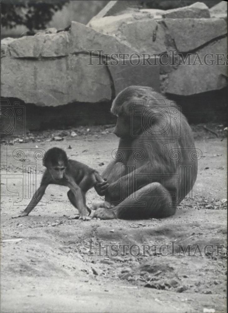 1966 Press Photo Primates, German Zoo - Historic Images