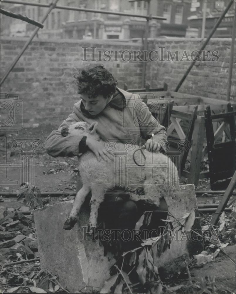 Press Photo &quot;Tilly&quot; the lamb and young lady from the London Zoo - Historic Images