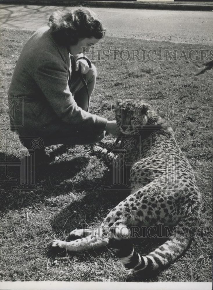 Press Photo African Cheetah Mickey - Historic Images