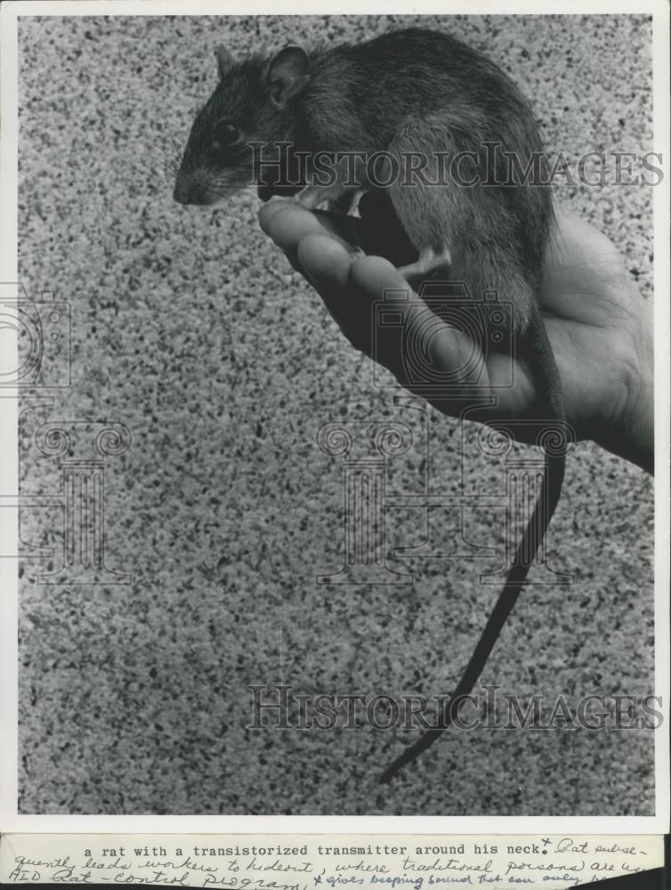 Press Photo A rat with a transmitter for tracking - Historic Images