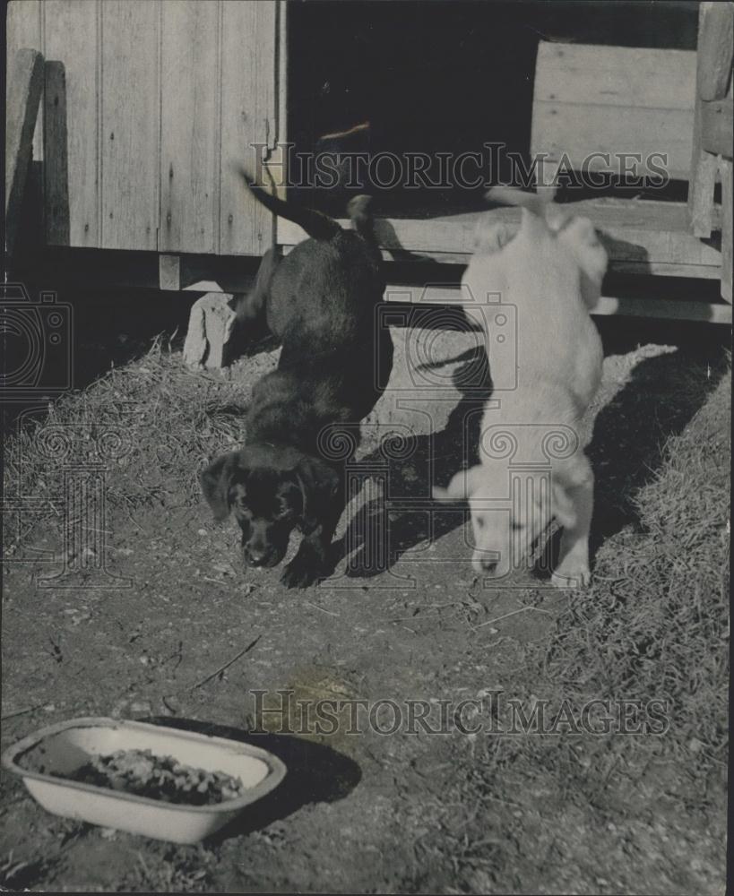 Press Photo Feeding time for Perry and Joy - Historic Images