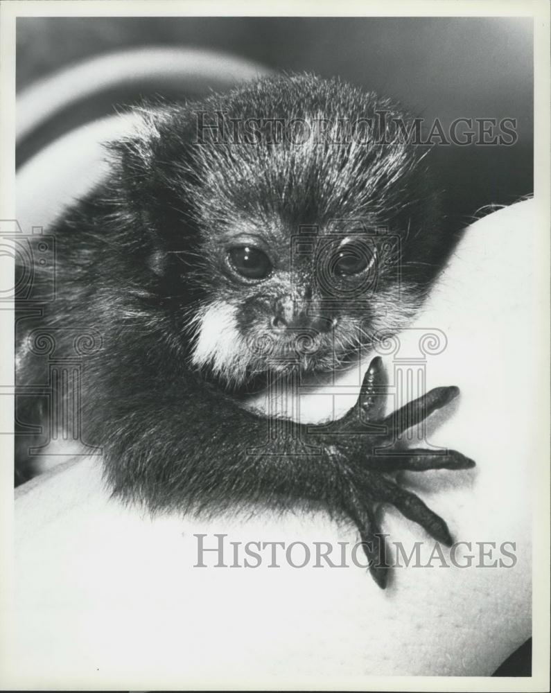 Press Photo White-Lipped Tamarin, San Diego Zoo - Historic Images