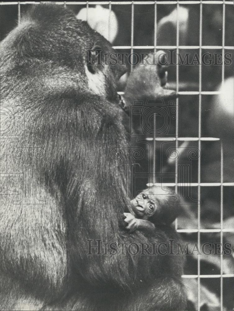 1974 Press Photo Gorilla, Basle Zoological Garden - Historic Images