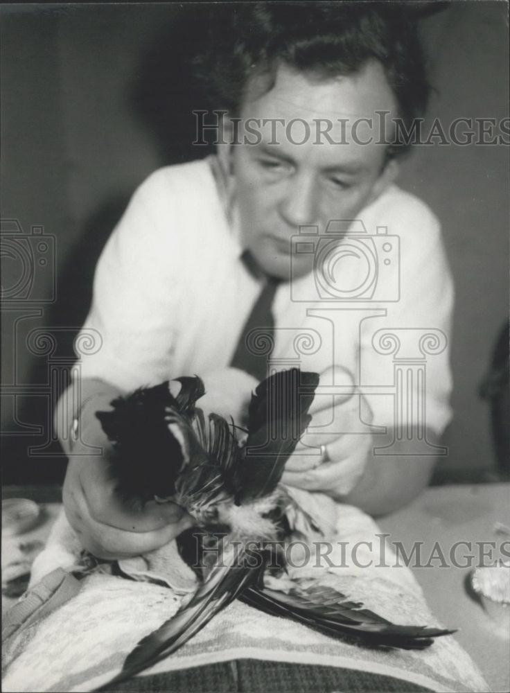 Press Photo Medusa the Honey Buzzard - Historic Images
