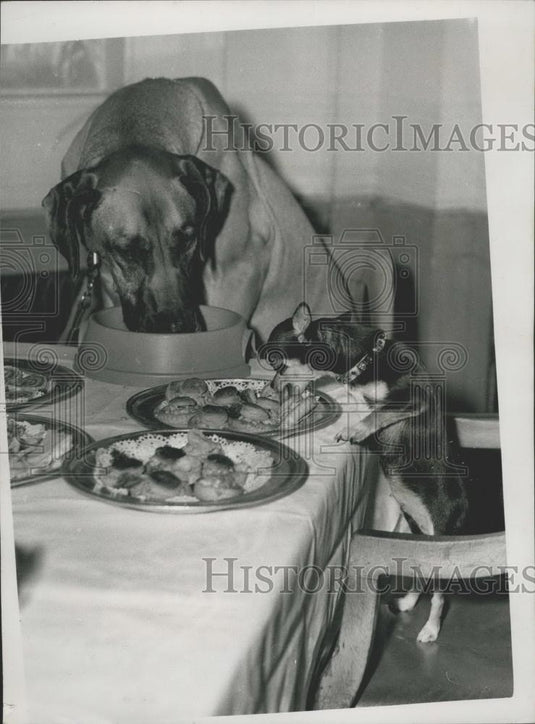 Press Photo A Great Dane and a Chihuahua dog - Historic Images
