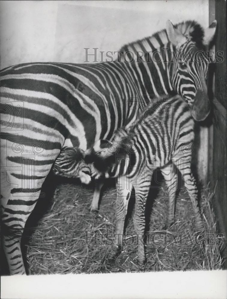 1957 Press Photo Zebra Baby Hagenbecks Zoological Gardens Hamburg Germany - Historic Images