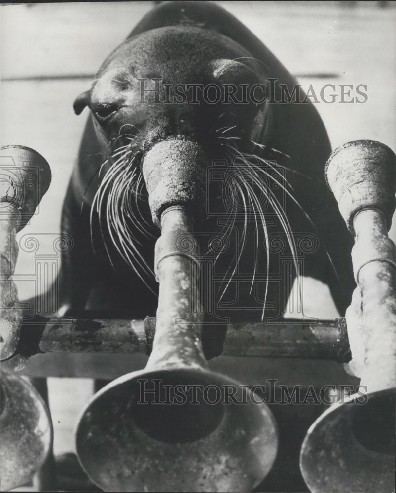 Press Photo &quot;Bertie&quot; the musical sea lion at Seaquarium in Miami - Historic Images