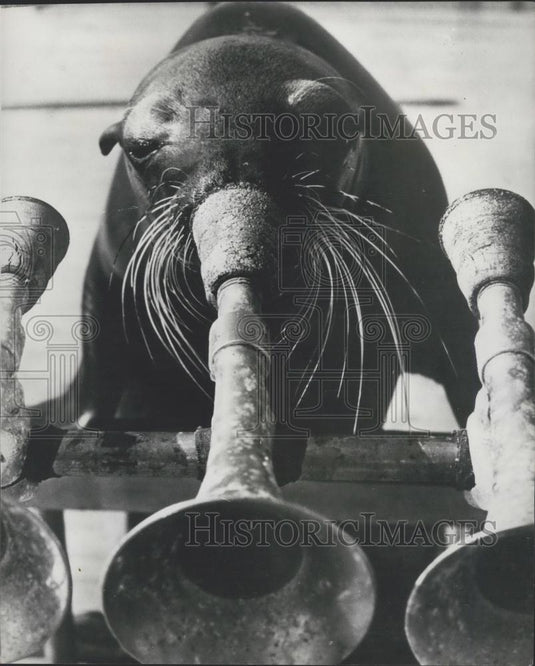 Press Photo "Bertie" the musical sea lion at Seaquarium in Miami - Historic Images