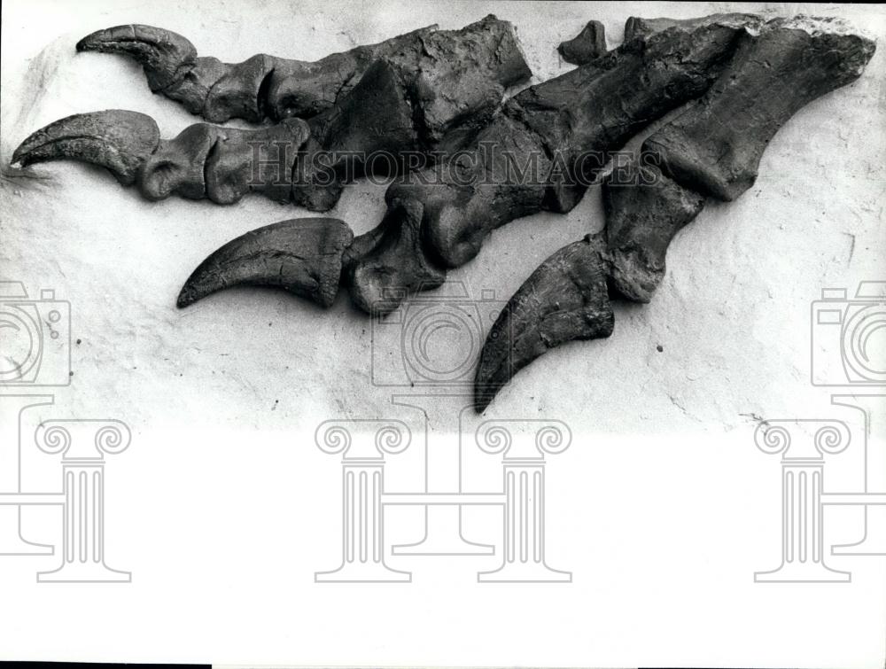 1977 Press Photo Plateosaurus remains found in Switzerland - Historic Images