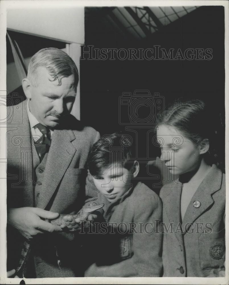 1953 Press Photo Exhibition at the Royal Horticultural Hall,baby alligator - Historic Images