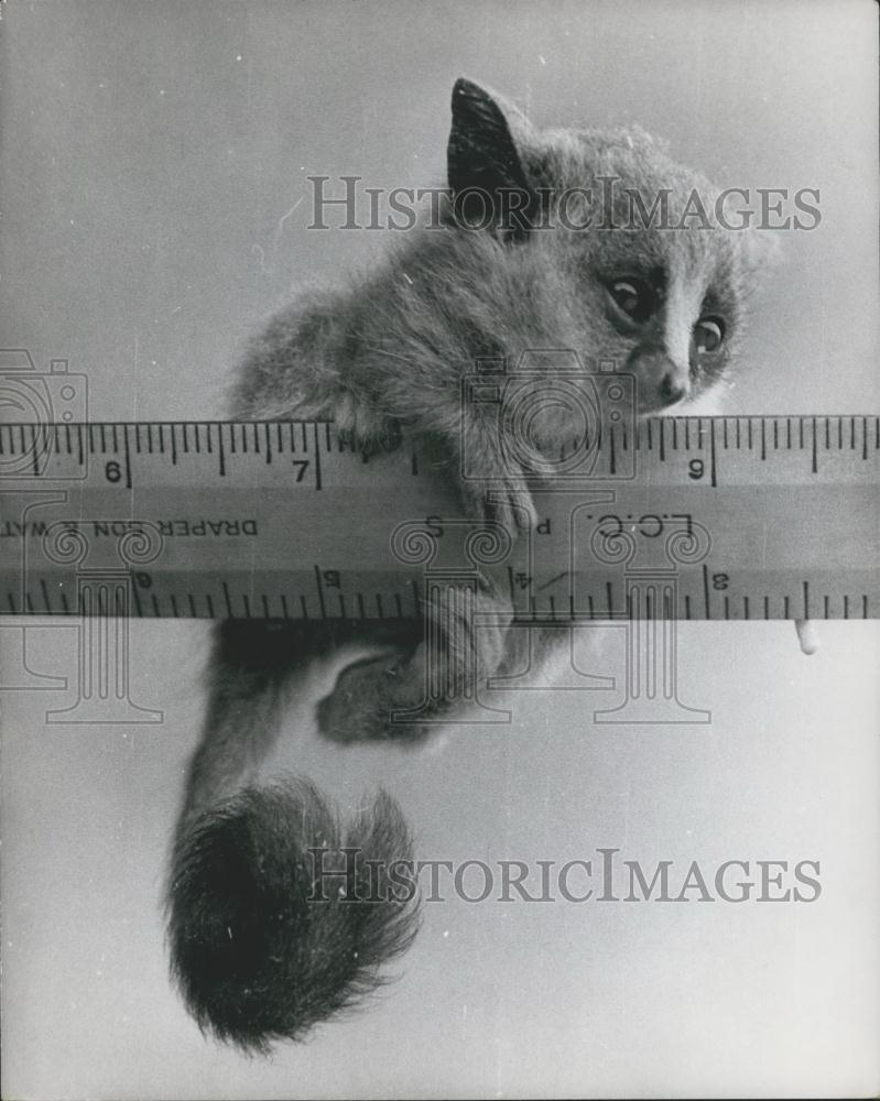 1960 Press Photo Battersea Park zoo, a bush baby - Historic Images