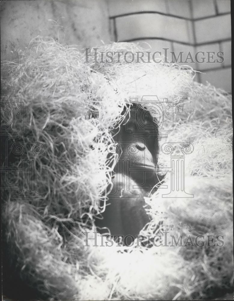 1975 Press Photo Orangutan Toli London Zoo Unhappy With Cold Weather - Historic Images