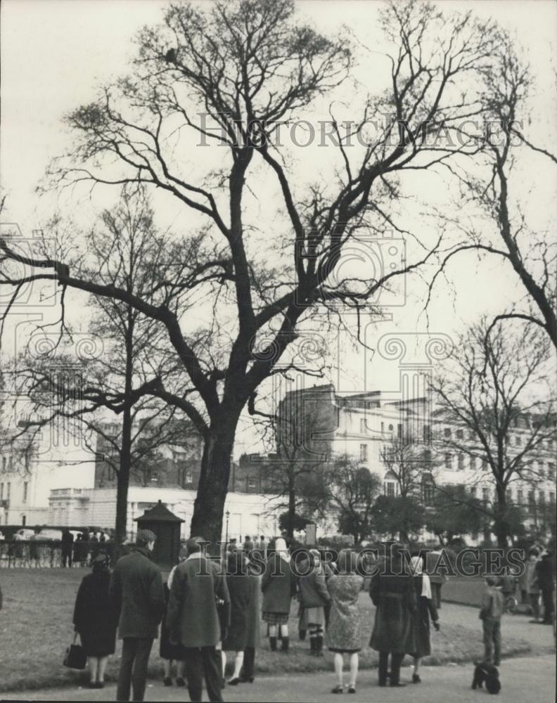 1965 Press Photo Attempts to catch Goldie the London Zoo Eagle fail - Historic Images